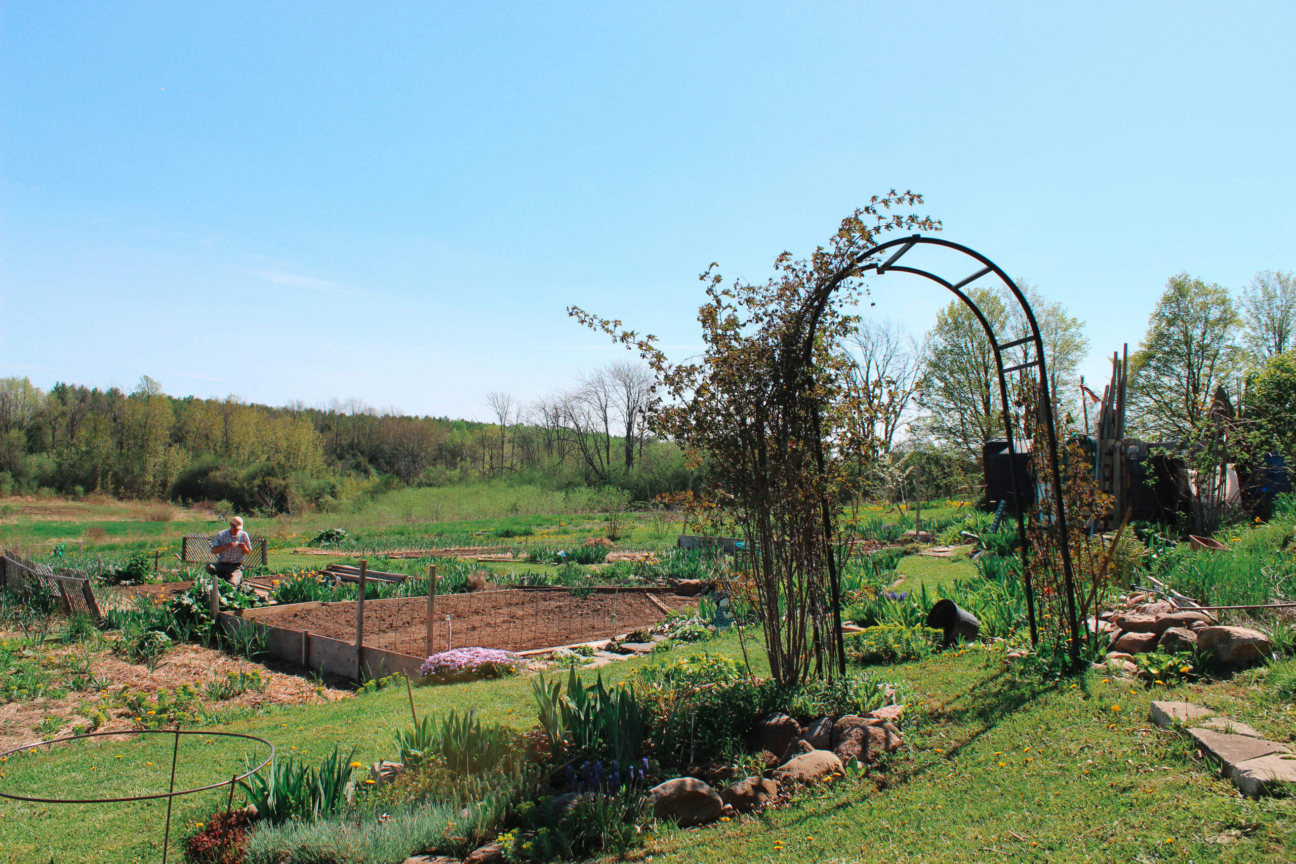 Maple Tree Community Garden