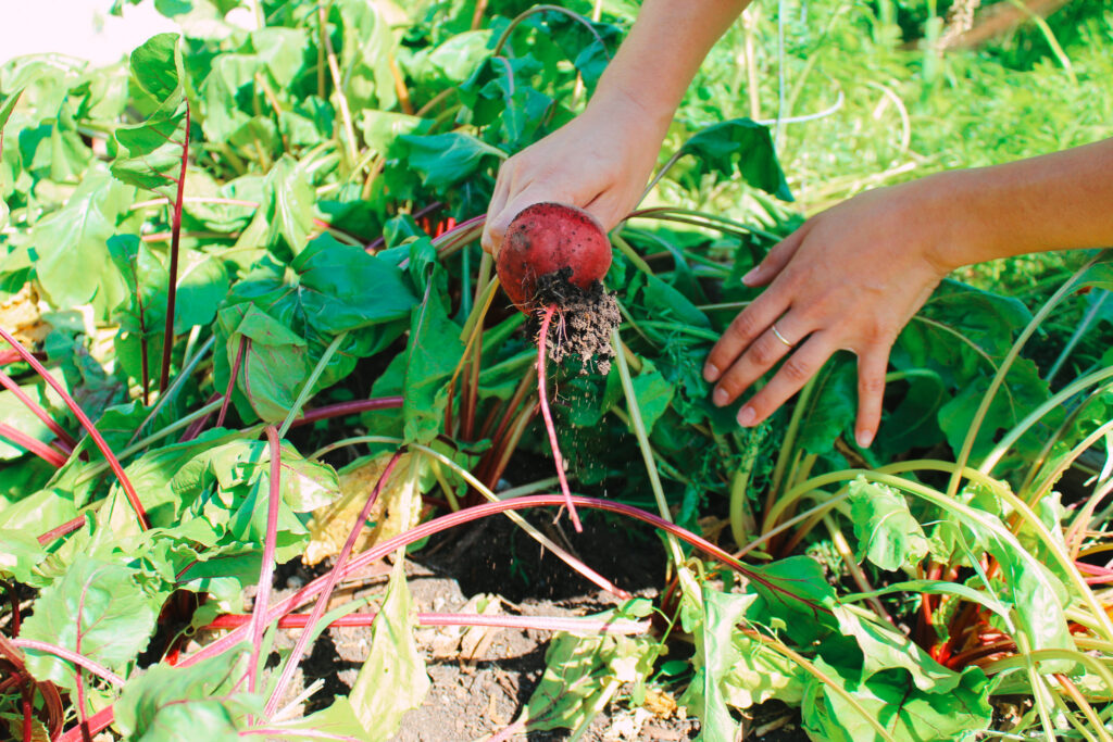 A person pulling a beet up from the ground.