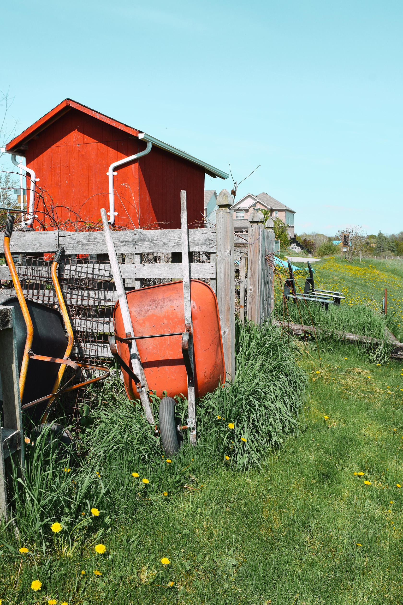 A red wheelbarrow leans against a wooden fence at Maple Tree Community Garden
