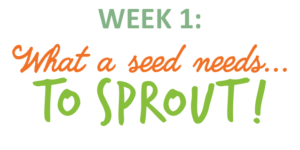 Week 1: What a seed needs to sprout