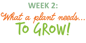 Week 2: What a plant needs to grow