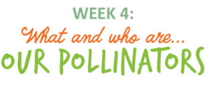 Week 4: What and who are our pollinators