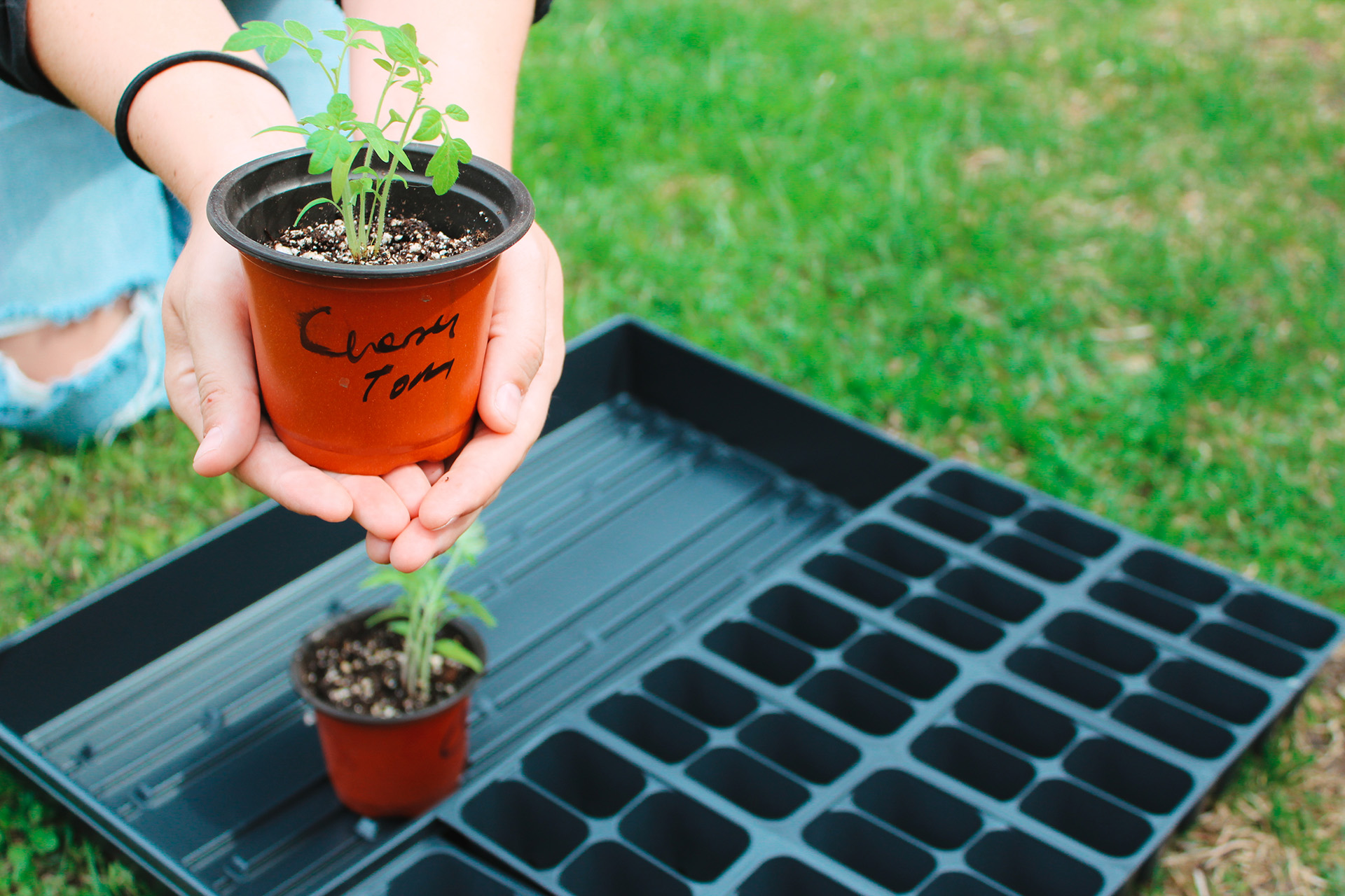Tiff modelling Seedlings