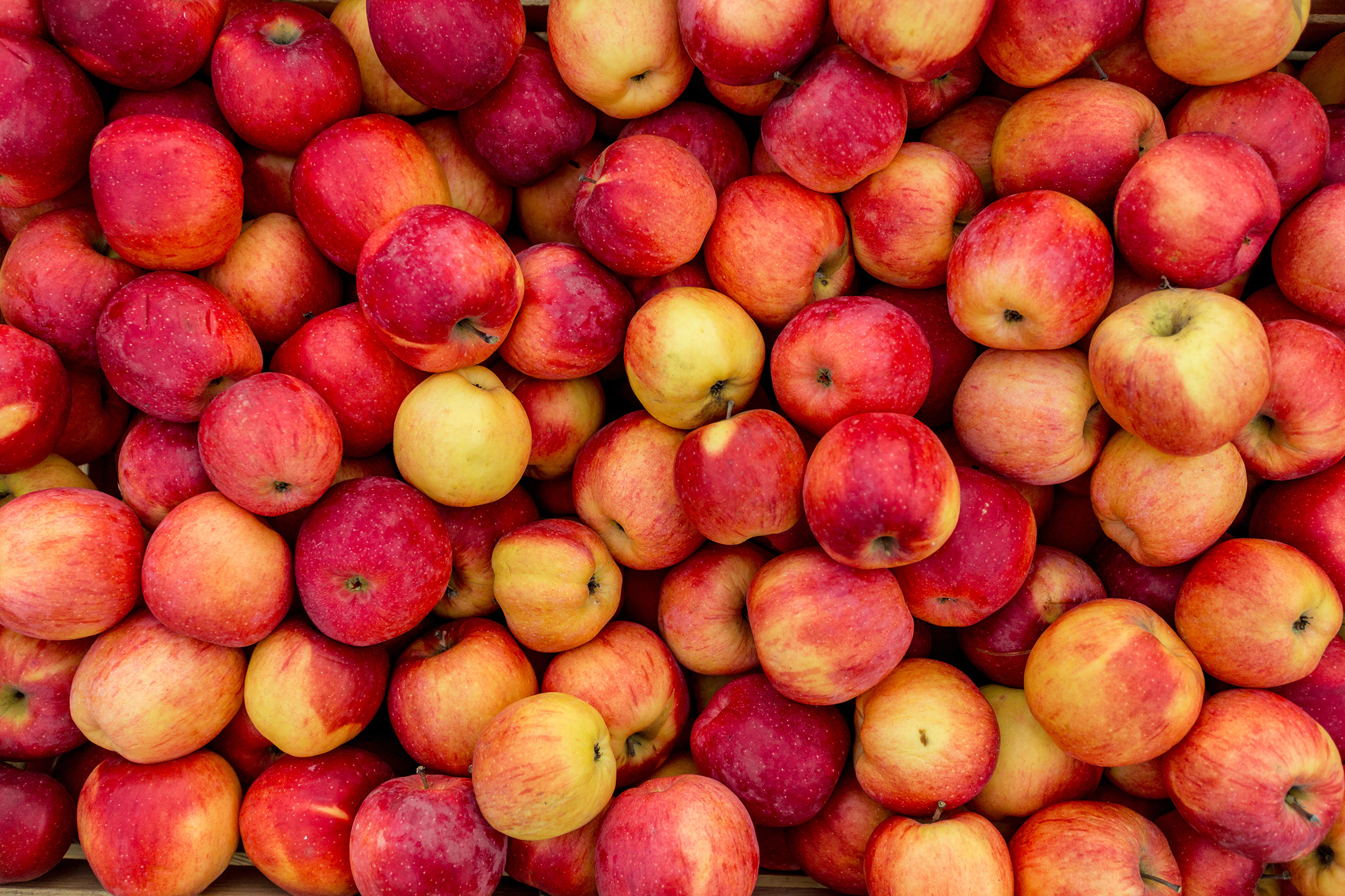 Closeup photo of fresh red and yellow apples