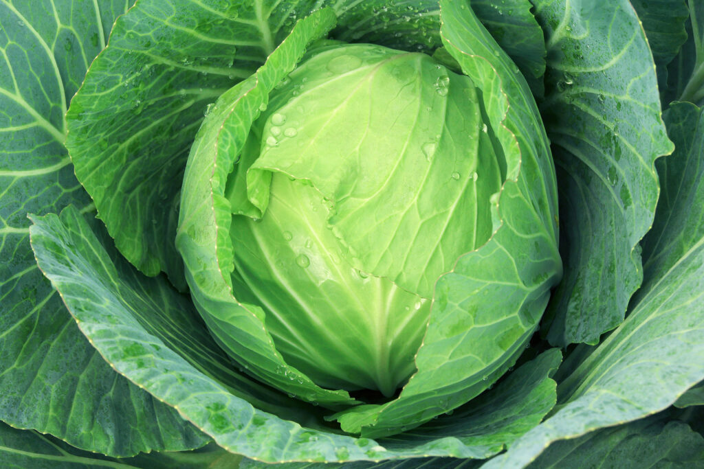 Top view of fresh organic cabbage growing in the vegetable garde