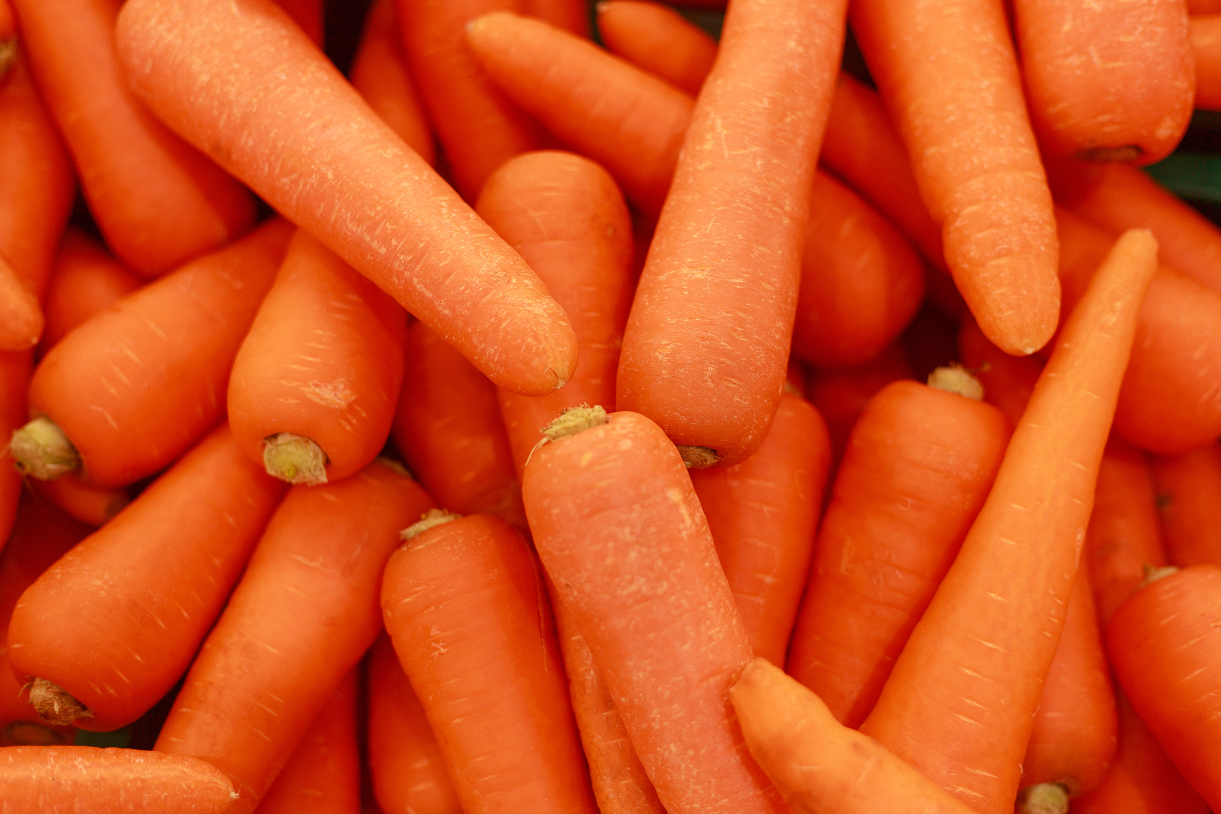 Close up food vegetable carrot. Texture background of fresh larg
