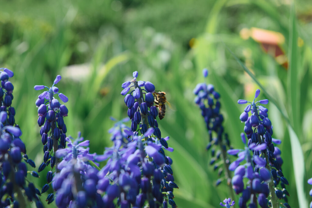 A bee pollinating flowers at Maple Tree Community Garden