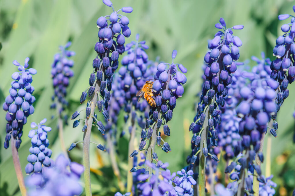 A bee pollinating flowers at Maple Tree Community Garden