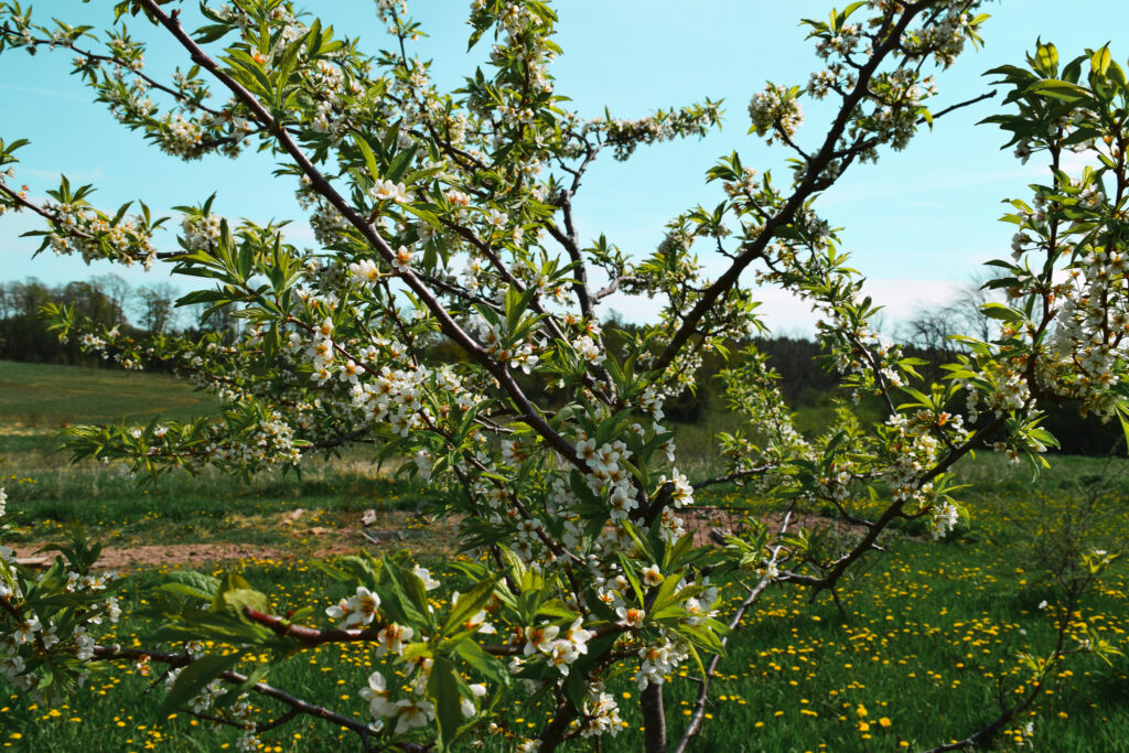 Fruit tree at Maple Tree Community Garden