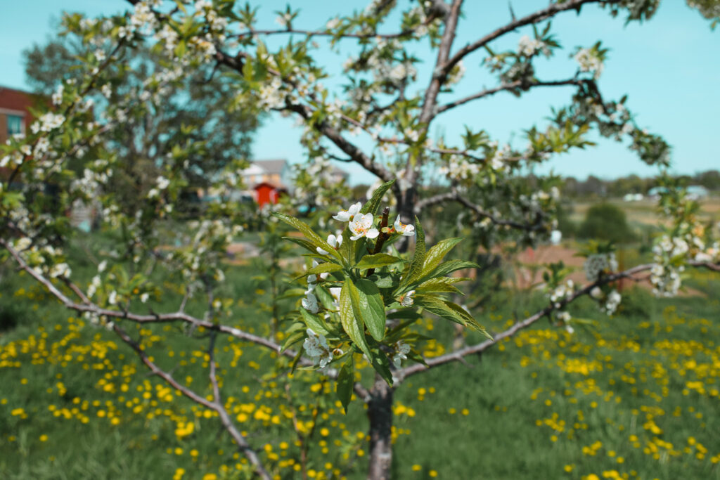 Fruit tree at Maple Tree Community Garden