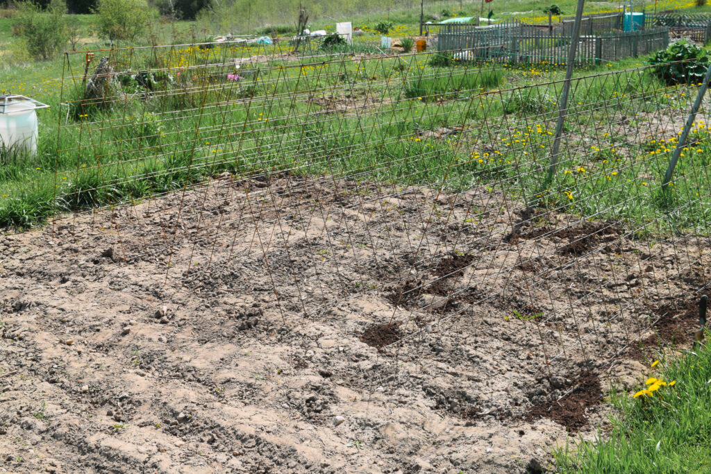 Trellises in a sprouting garden