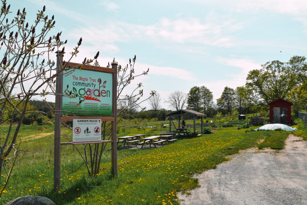 Maple Tree Community Garden