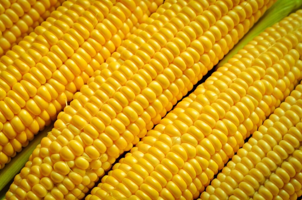 a lot of yellow corns as a background