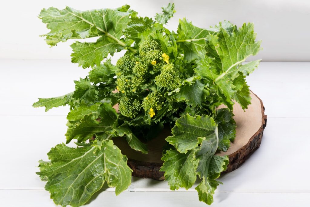 Detailed Cime di Rapa Brassica rapa sylvestris : traditional italian apulian vegetables from Puglia. Fresh green turnip on a white wooden background, close up