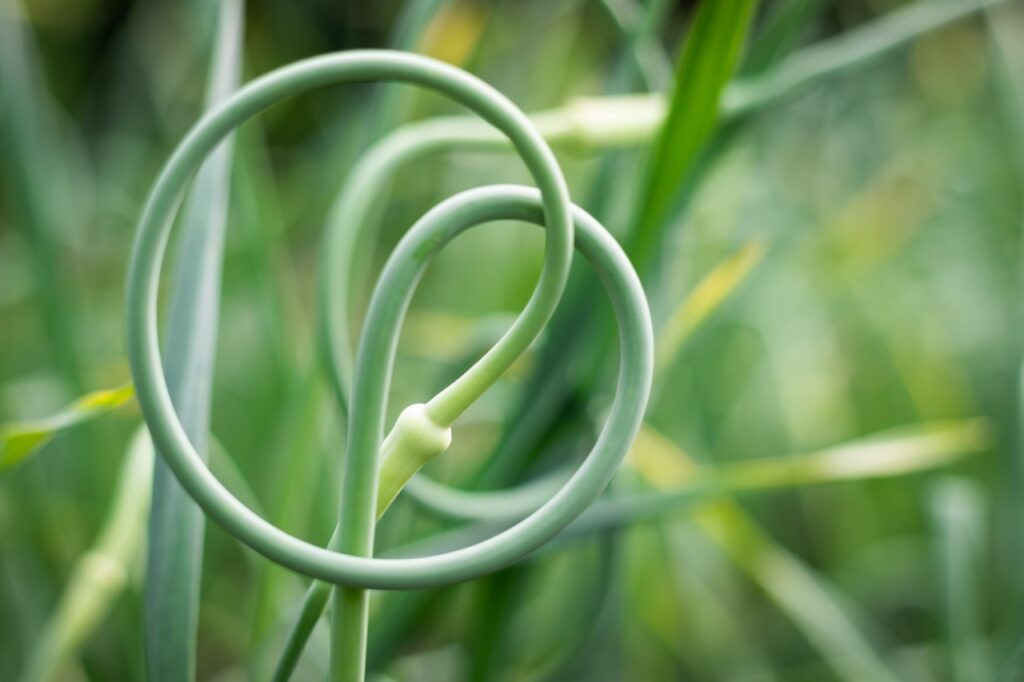 Garlic scape close-up