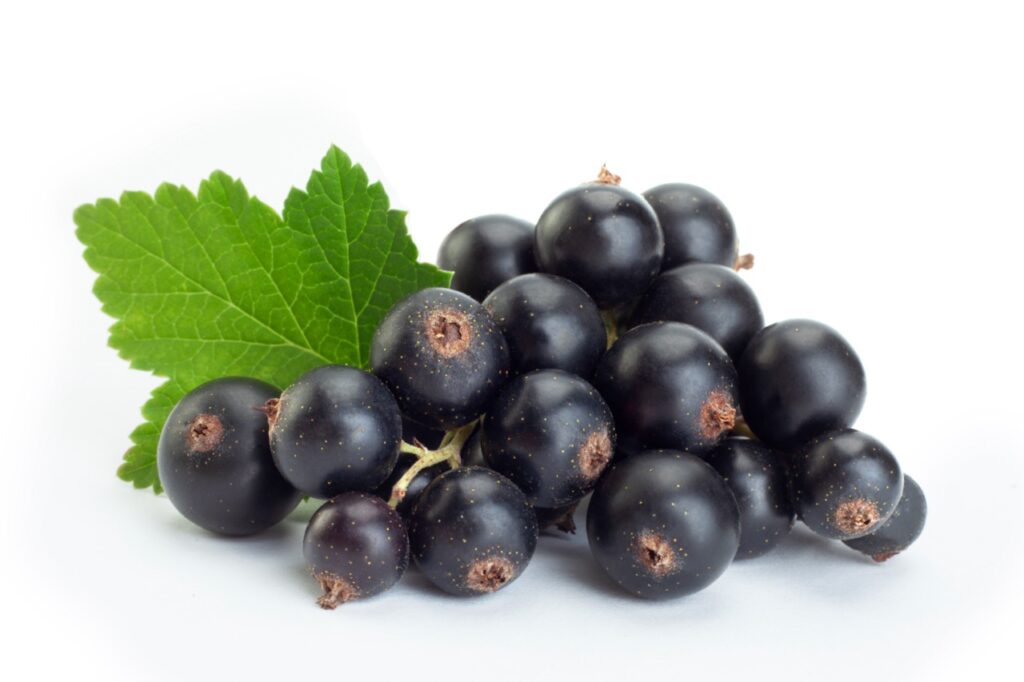 Black currant berries closeup isolated on white background
