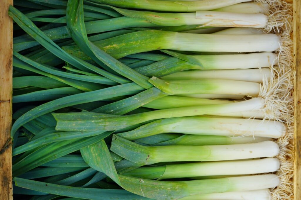 Crate of organic green and white fresh leeks at a farmers market