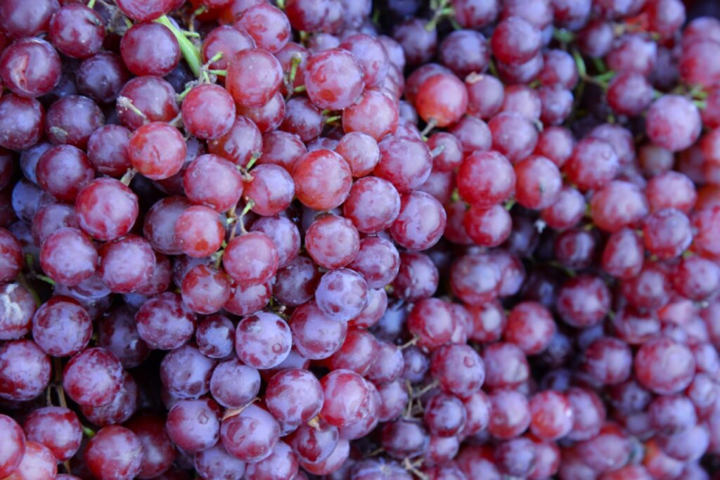 Soft focus group of fresh ripe red grapes in the market.Red wine grapes background.A lot of ripe grapes fruit for wine industry