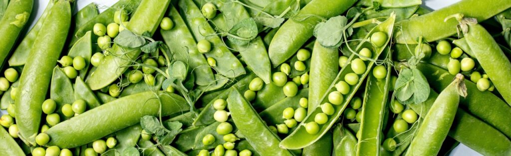 Heap of young sweet organic green pea in pods with sprouts. Flat lay, banner