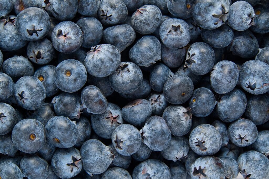 Organic blueberry background. Fresh Bilberries. Background from freshly picked blueberries. Close-up background.