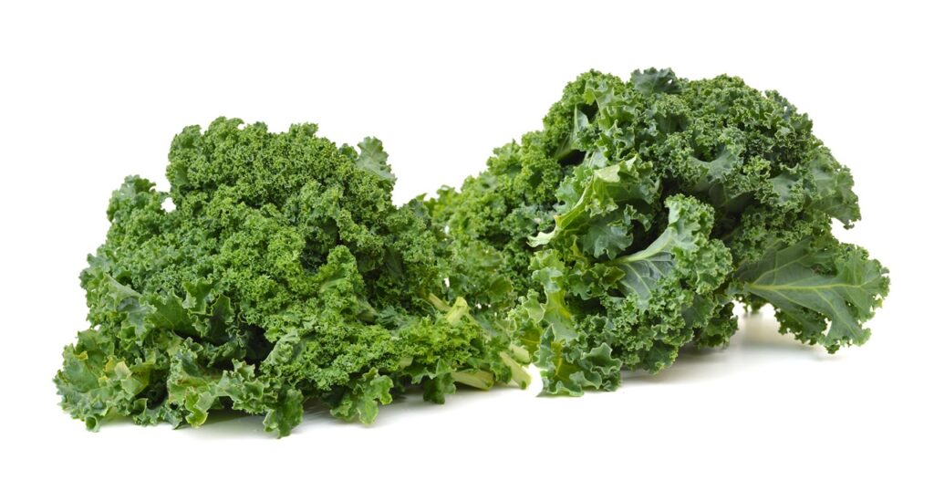 freshly harvested kale cabbage on a white background