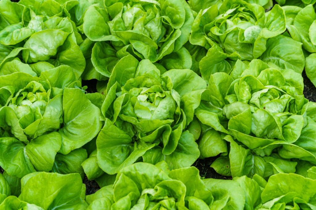 Beautiful organic green Butterhead lettuce or Salad vegetable garden on the soil growing,Harvesting Agricultural Farming.