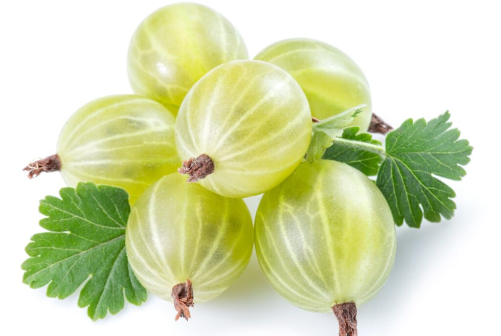 Green ripe gooseberries on white background. Close-up.