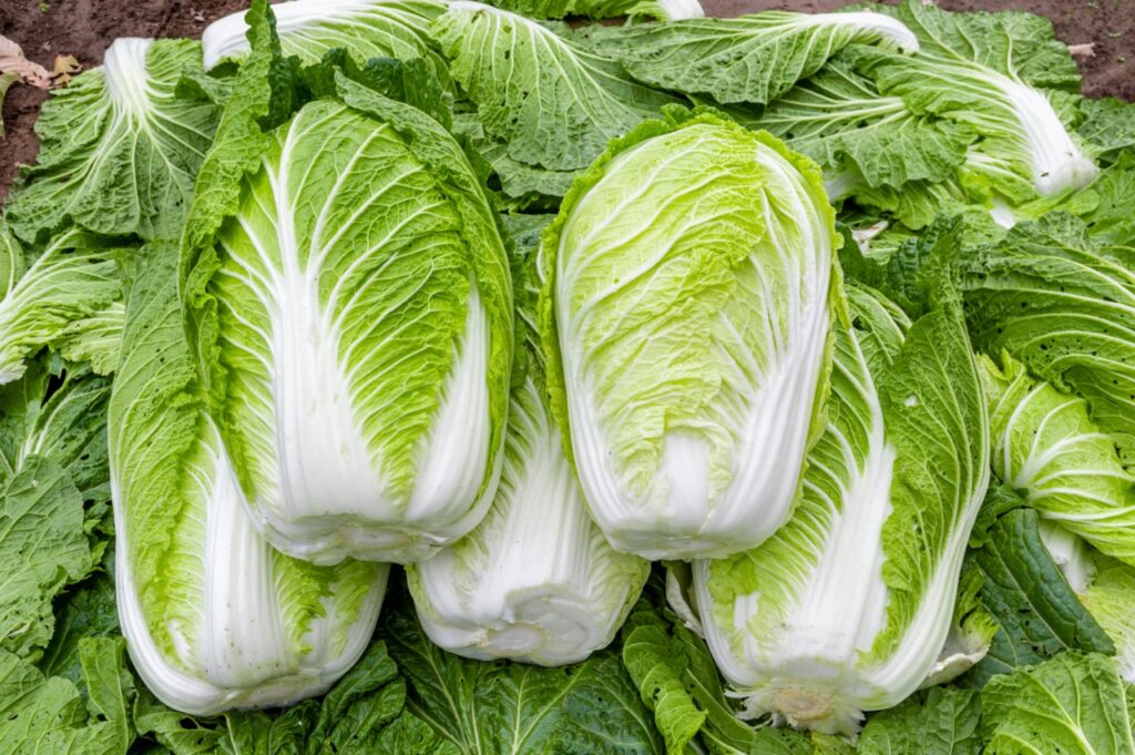 Napa Cabbage