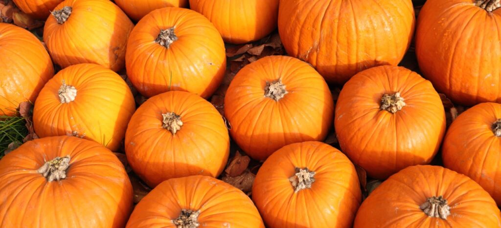 fresh pumpkins are lying in the straw