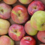 Great Big Crunch 2023