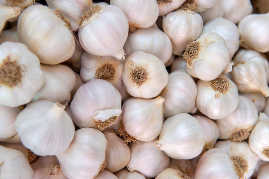Fresh garlic