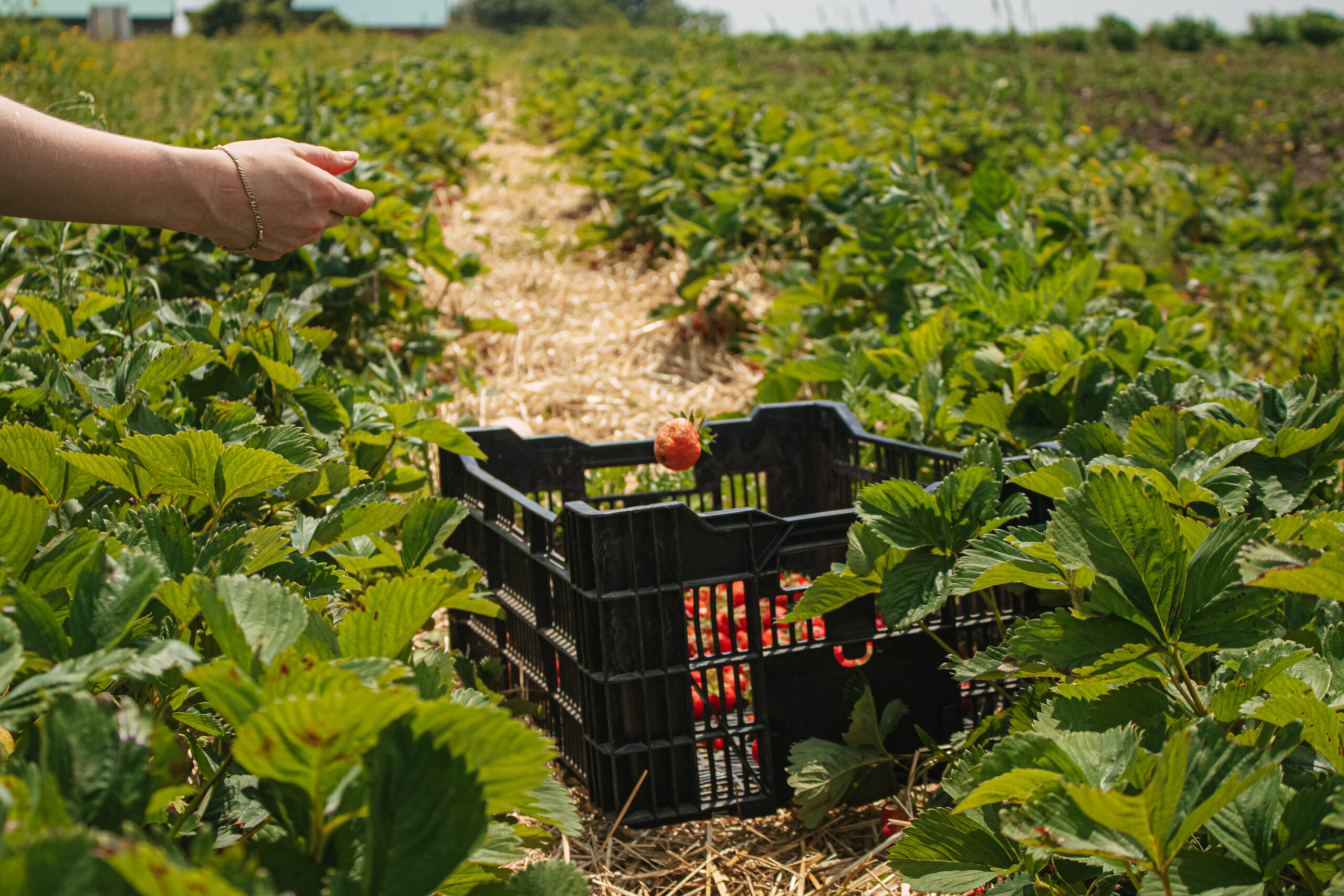 06.30 - Strawberry Gleaning-13