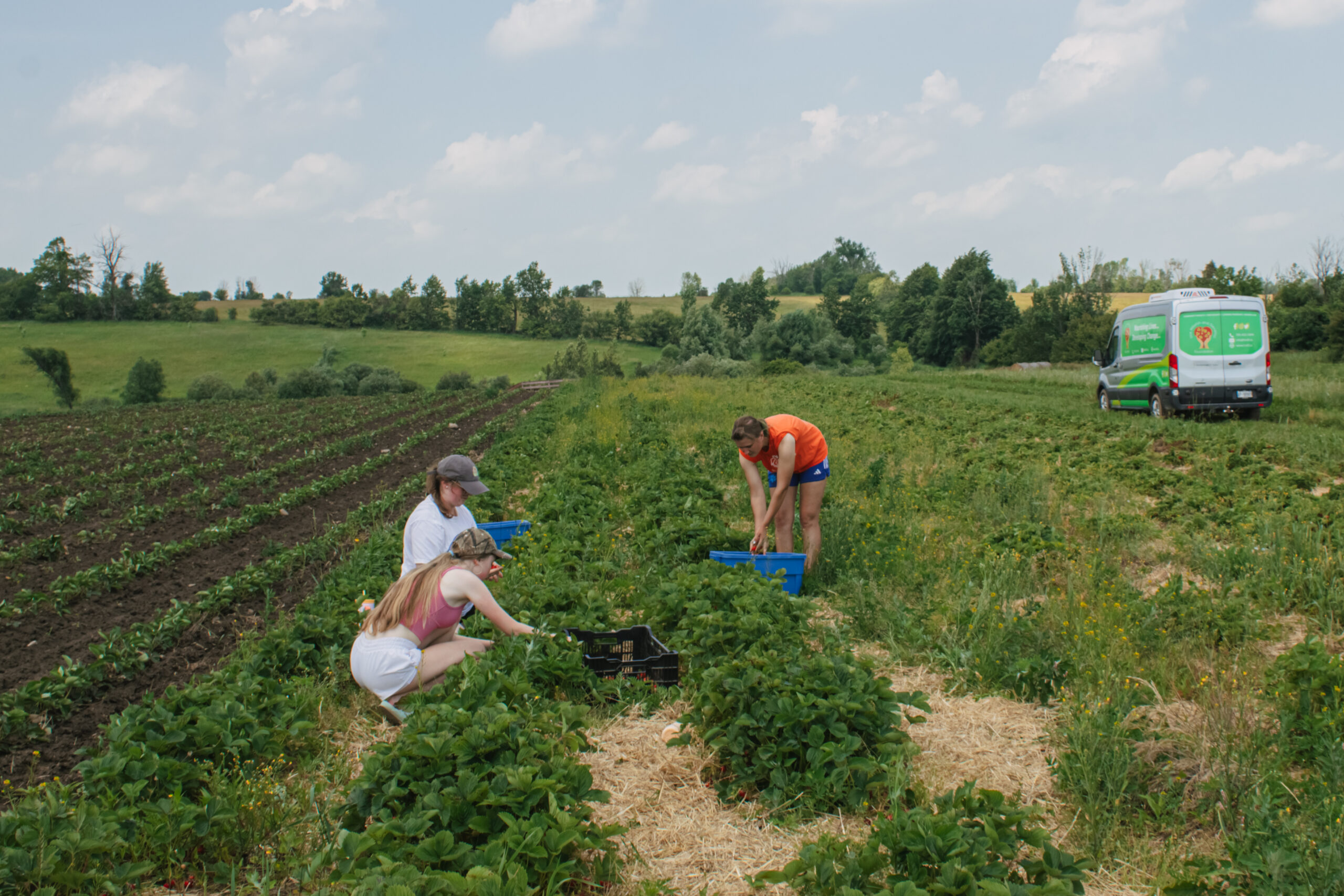 06.30 - Strawberry Gleaning-21